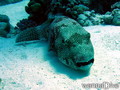 scuba diving photo