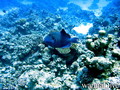 scuba diving photo