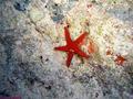 scuba diving photo