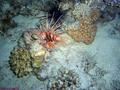 scuba diving photo