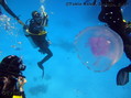 scuba diving photo