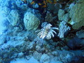 scuba diving photo