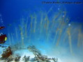 scuba diving photo