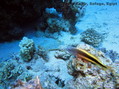 scuba diving photo