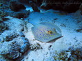 scuba diving photo