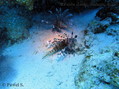 scuba diving photo