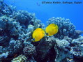 scuba diving photo