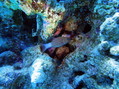 scuba diving photo
