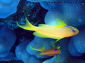 scuba diving photo