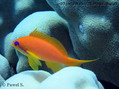 scuba diving photo
