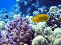 scuba diving photo