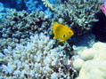 scuba diving photo