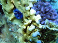 scuba diving photo