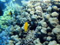 scuba diving photo