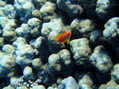 scuba diving photo