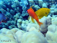 scuba diving photo