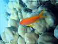 scuba diving photo