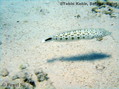 scuba diving photo