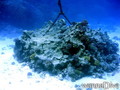 scuba diving photo