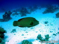 scuba diving photo