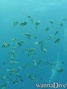 scuba diving photo