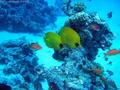 scuba diving photo