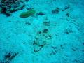 scuba diving photo