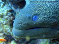 scuba diving photo