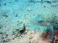 scuba diving photo