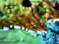 scuba diving photo