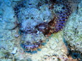 scuba diving photo