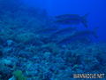 scuba diving photo