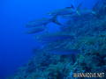 scuba diving photo