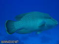 scuba diving photo