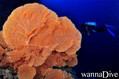 scuba diving photo