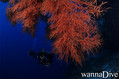 scuba diving photo