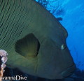 scuba diving photo