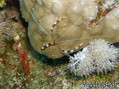 scuba diving photo