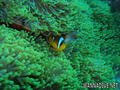 scuba diving photo