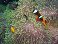 scuba diving photo