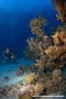 scuba diving photo
