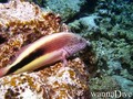 scuba diving photo