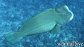 scuba diving photo