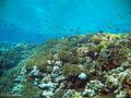 scuba diving photo