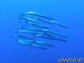 scuba diving photo