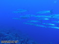 scuba diving photo