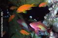 scuba diving photo