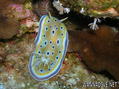 scuba diving photo