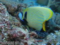 scuba diving photo