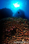 scuba diving photo